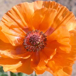 Amapola de Oriente naranja